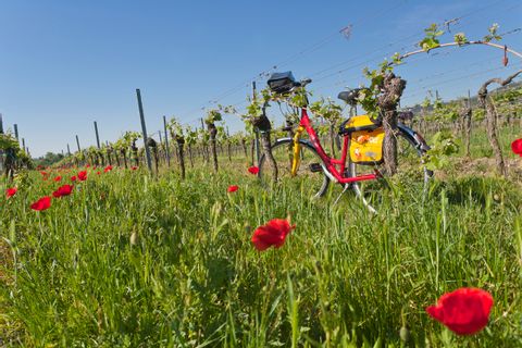 Bike in the middle of a poppy field in the Palatinate