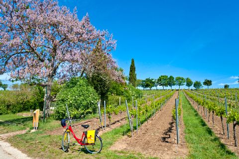 Eurobike bike in the Palatinate vineyards