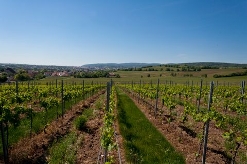View over the vineyards