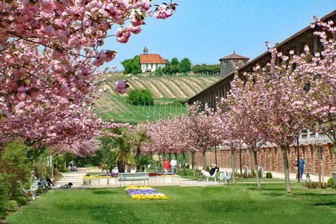Cherry trees in flower in Bad Dürkheim
