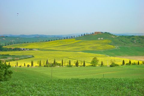 Tuscan landscape with yellow flowers