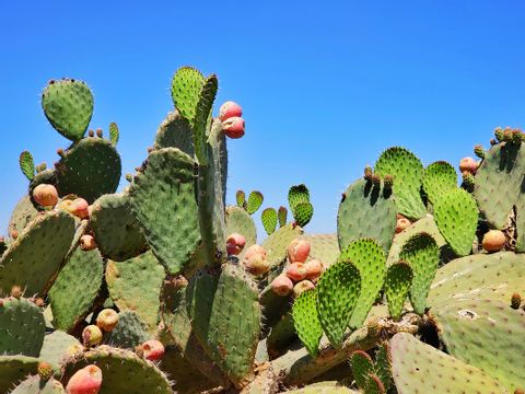 Apulien Kaktus