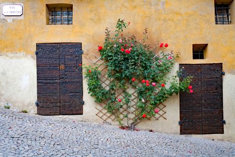 Mauer mit Holztüren und Rosen