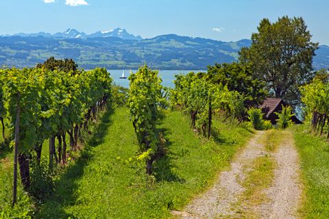 Cycle path in the vineyards near Lake Constance