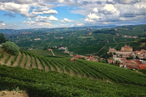 View over vineyards